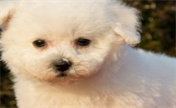 购买比熊犬须谨慎！