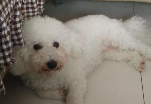 比熊犬一生的7个时期，做好这些，别留遗憾