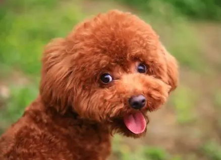 冬天,泰迪犬究竟怕不怕冷?要不要穿衣服? 冬天,泰迪犬究竟怕不怕冷?要不要穿衣服?