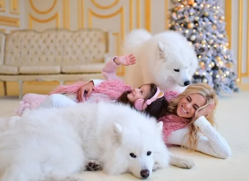 萨摩耶幼犬怎么养?两个月大的萨摩耶幼犬吃什么狗粮好 萨摩耶幼犬怎么养?两个月大的萨摩耶幼犬吃什么狗粮好