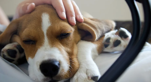 建议收藏！盘点犬猫呕吐7种情况，后2种会致命！