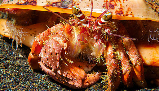 海水寄居蟹吃什么食物