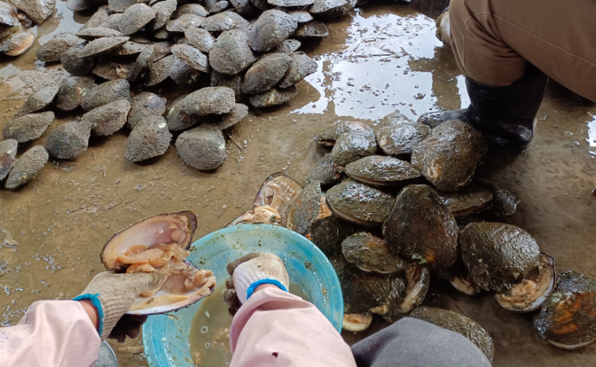 诸暨养珍珠河蚌地方在哪里