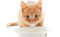 猫猫可以喝纯牛奶不?