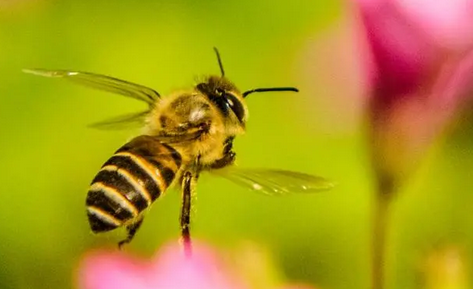 苦参碱对蜜蜂安全吗