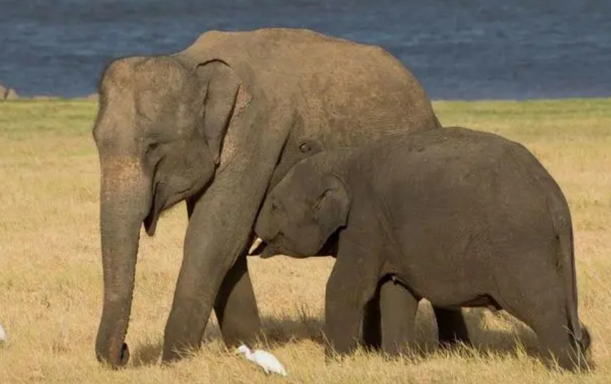 大象的饮食习惯