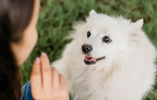 博美犬好养活吗?养过的铲屎官都说真香 博美犬好养活吗?养过的铲屎官都说真香