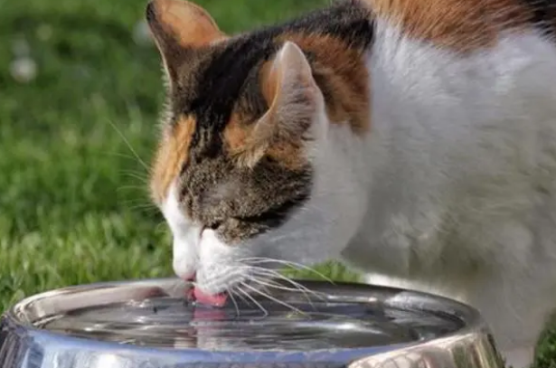 猫咪吃完饭剧烈运动会怎么样