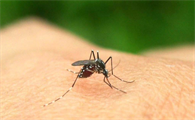 蚊子叮咬是酸性还是碱性