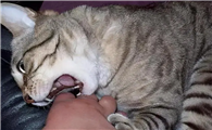 猫咪趁主人睡觉咬主人