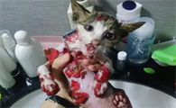 猫不小心吃了油漆