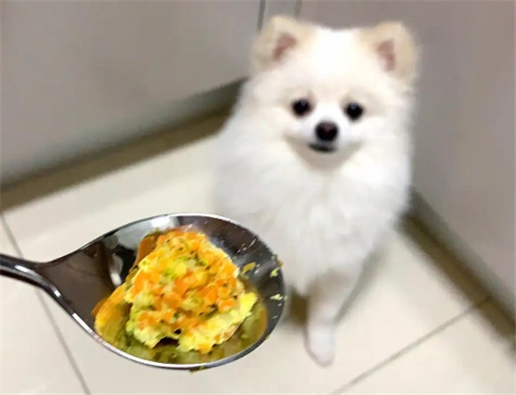 25天的幼犬可以吃什么辅食