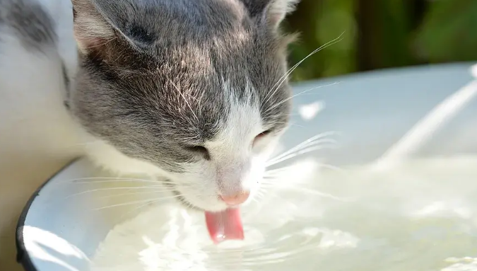 猫咪喝了盐水怎么办