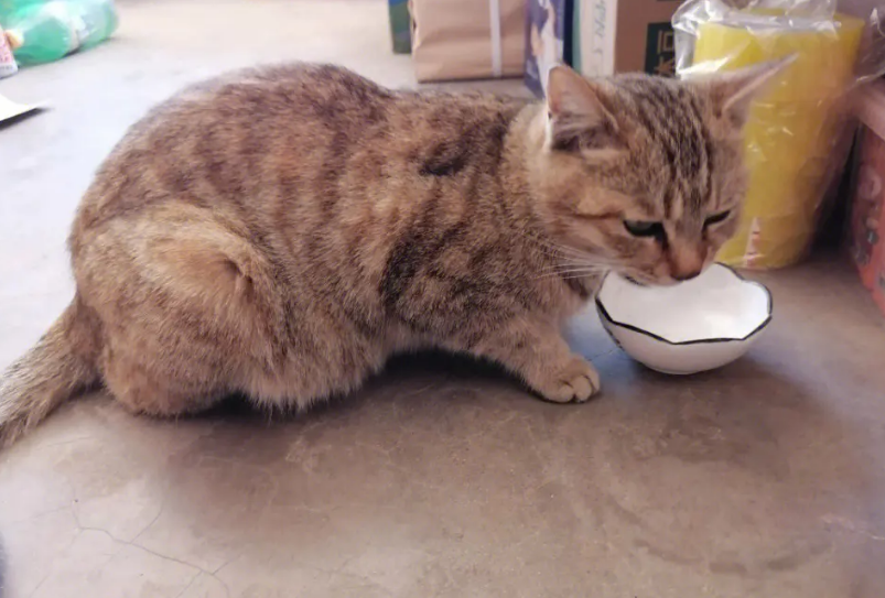 猫咪吃饭非要人看着才吃