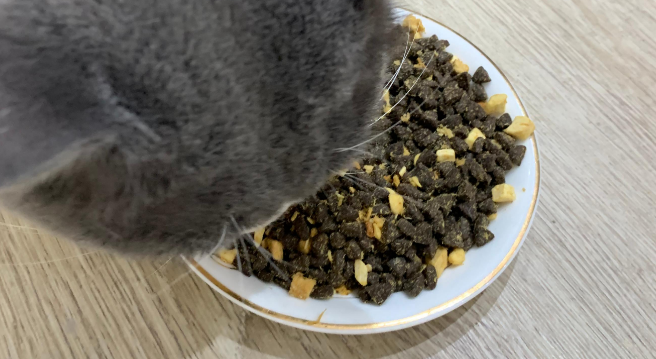 【凯特思】全价E79猫粮,营养丰富的美味盛宴! 【凯特思】全价E79猫粮,营养丰富的美味盛宴!