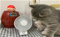 猫咪被电风扇吓到了怎么办