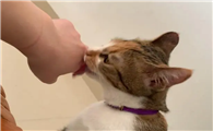 猫咪爱舔手是什么意思