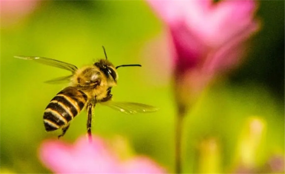 黑色蜜蜂是什么蜜蜂