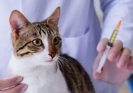猫咪发烧了会自愈吗