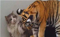 猫咪放大100倍就是老虎