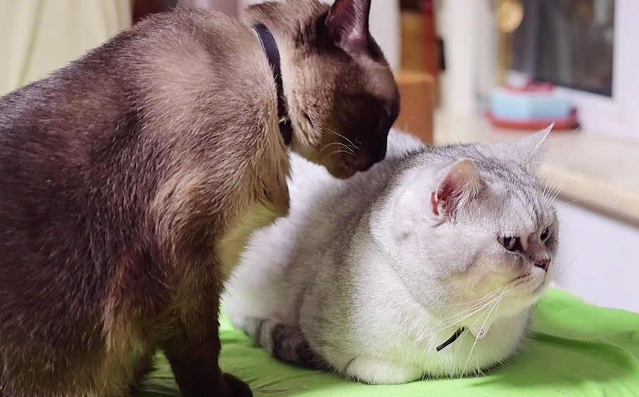 猫不停给另一只猫舔毛