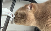 猫咪把袜子叼到房间门口