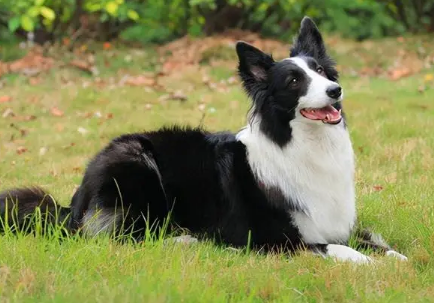 如何给边境牧羊犬增肥？