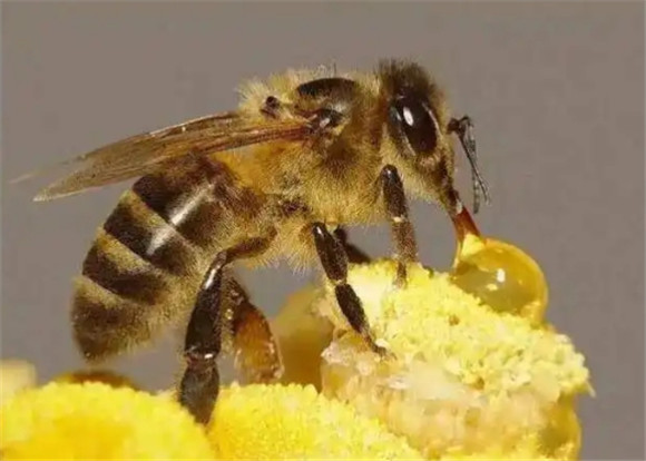 蜜蜂多少天出一批蜂