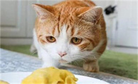 猫眉毛上面两边对称秃