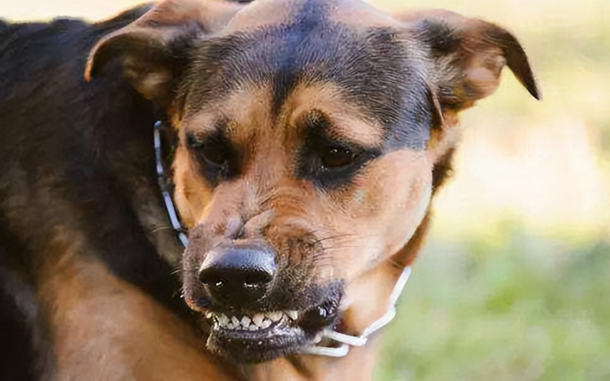 狗得了狂犬病多久会死