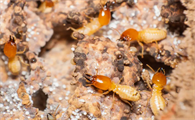 白蚁的繁殖速度