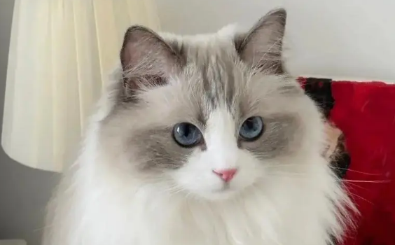布偶猫的喂养指南介绍，这些要注意