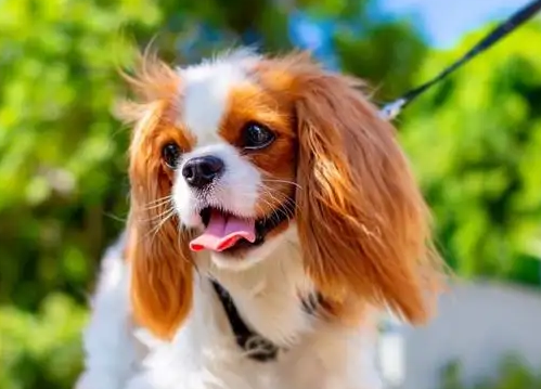 查理士王小猎犬多少钱一只