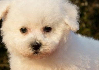 购买比熊犬须谨慎！