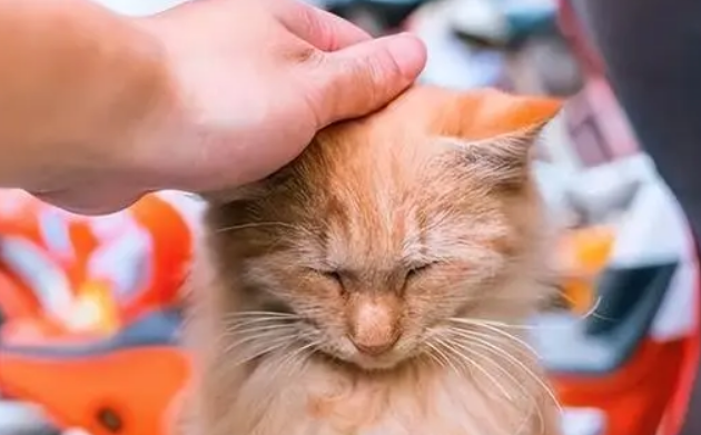 养猫久了才知道，猫咪用头顶你，不是和你玩，而是表达这些信号！