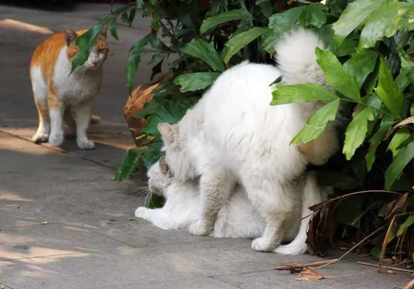 猫咪发春了不停的叫怎么办 猫咪发春了不停的叫怎么办