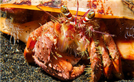海水寄居蟹吃什么食物