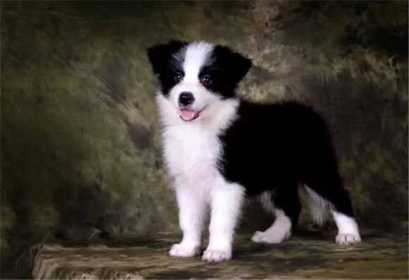 训练边境牧羊犬在室外排便