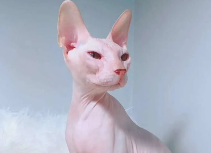 常见的无毛猫有哪些?无毛猫为什么看起来那么邪恶 常见的无毛猫有哪些?无毛猫为什么看起来那么邪恶