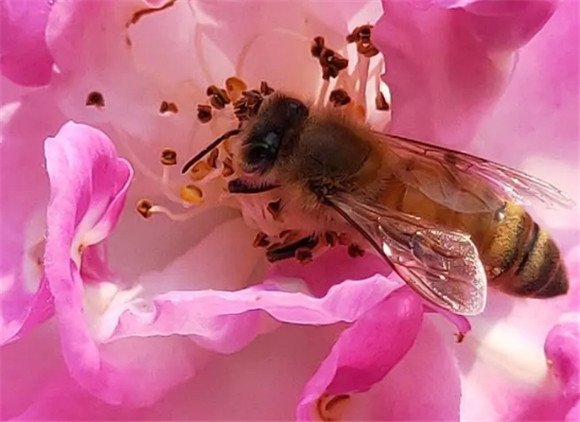 蜜蜂的缺点有什么