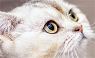 猫咪鼻子干燥但一切正常