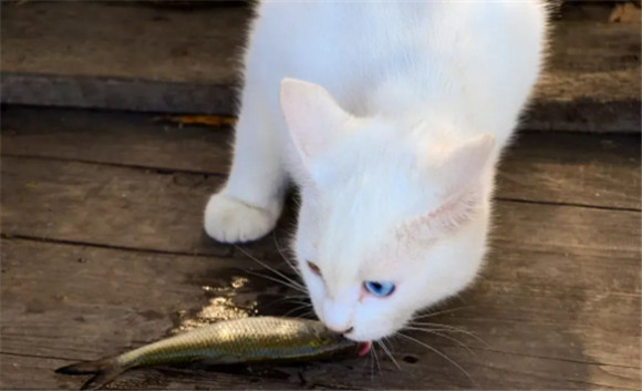 猫咪爱吃鱼