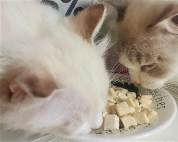 猫屿猫粮注重品质与口感,铲屎官的好选择! 猫屿猫粮注重品质与口感,铲屎官的好选择!