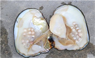 河蚌养殖珍珠的技术