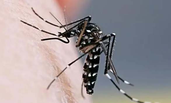 过冬蚊子的寿命有多长