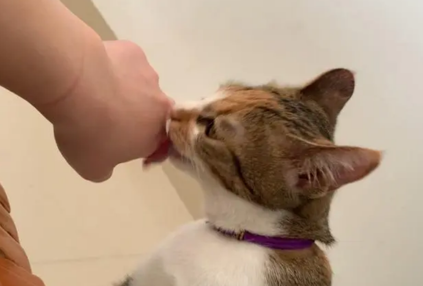 猫咪爱舔手是什么意思