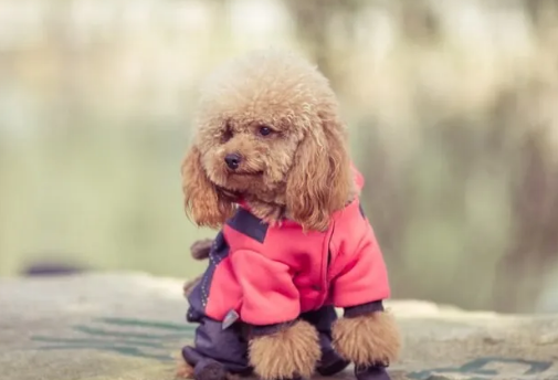新手养泰迪：泰迪犬吃什么食物比较好