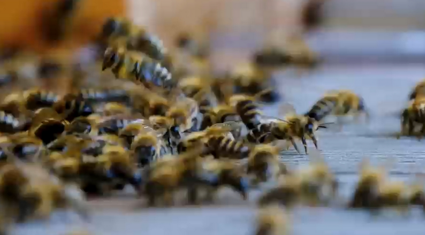 吃蜜蜂有什么作用