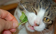 猫薄荷可以直接给猫咪吃吗