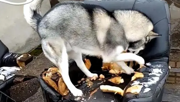 狗的介绍资料大全 狗的介绍资料大全